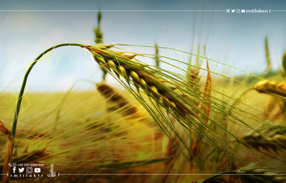 Agricultural investment in Turkey: what are its advantages and conditions?