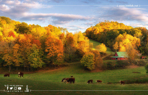 Prix des fermes en Turquie: opportunités pour l'investissement agricole et le tourisme