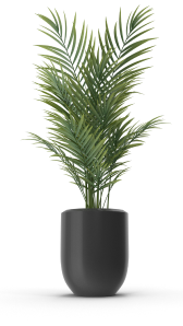 decoration