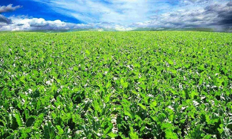 الاستثمار الزراعي في تركيا