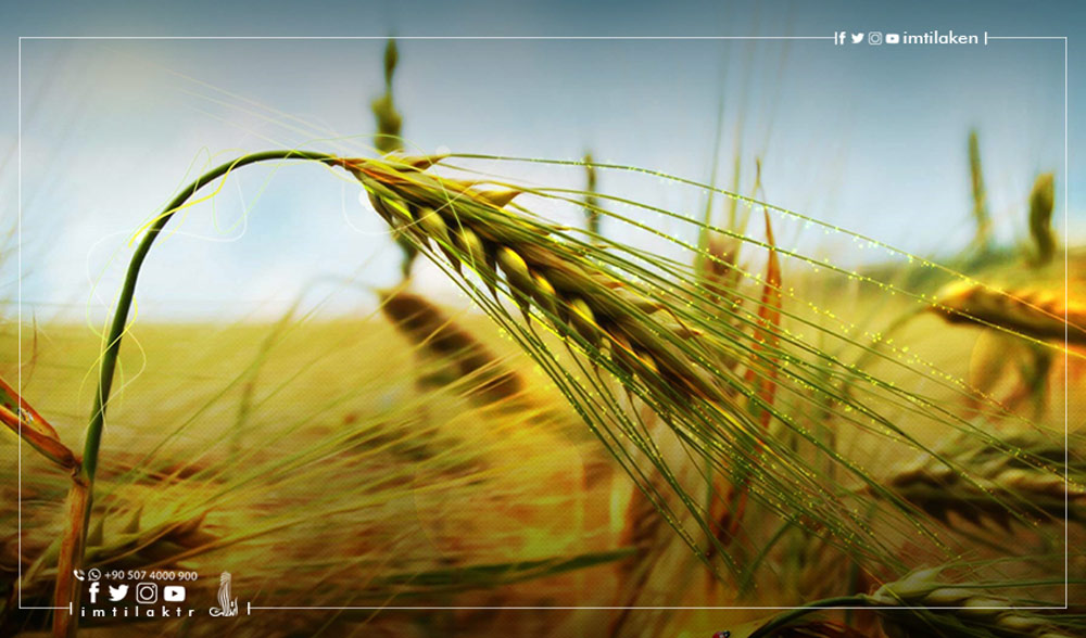 Сельскохозяйственные инвестиции в Турции: каковы их преимущества и условия?