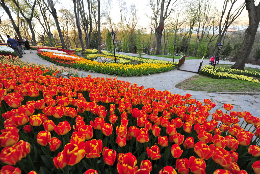 Tulip Festival