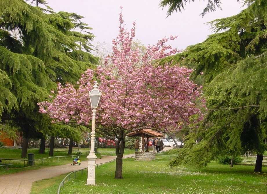 parc de Fenerbahçe 