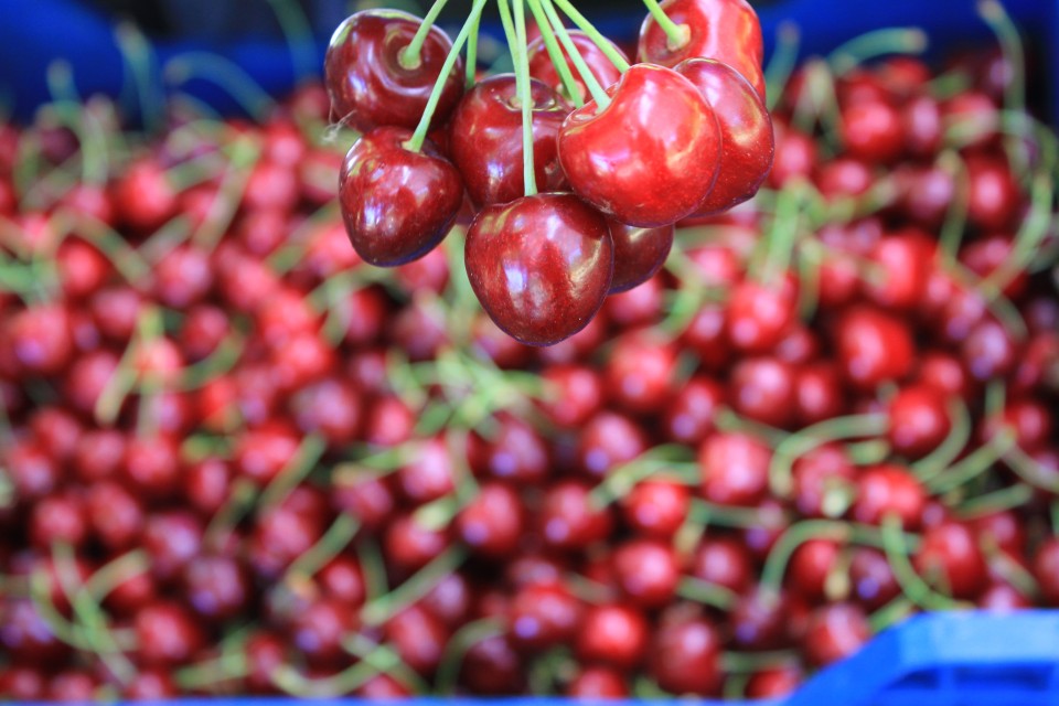 How much the farms in Turkey