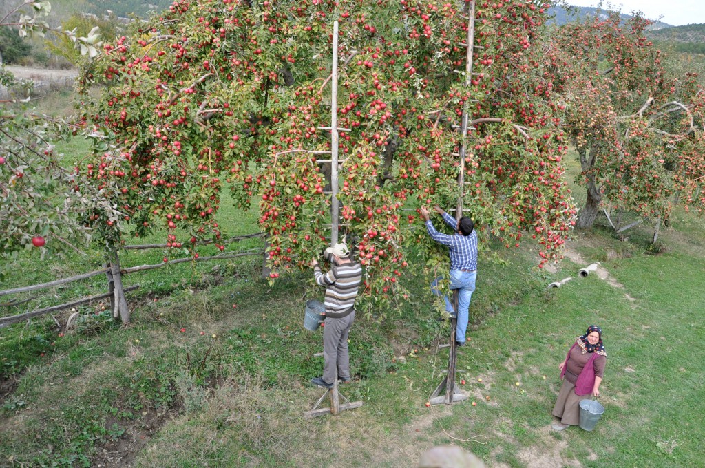 Culture des pommes en turquie