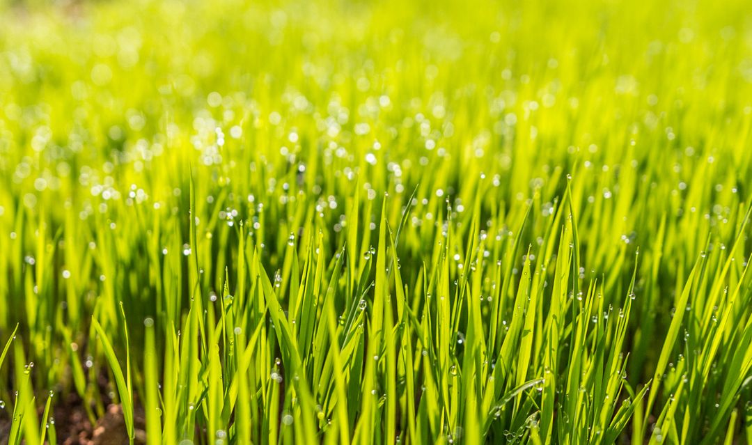 Terrain agricole à vendre en Turquie