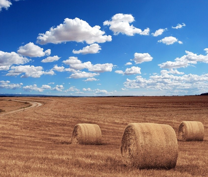 Farm Price in Sakarya Turkey