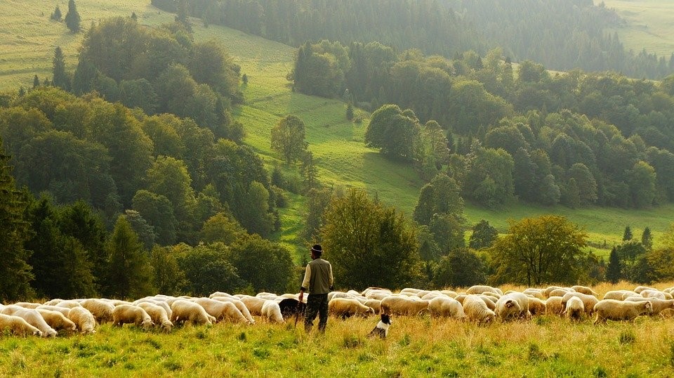 Fermes pas chers à vendre à Sakarya