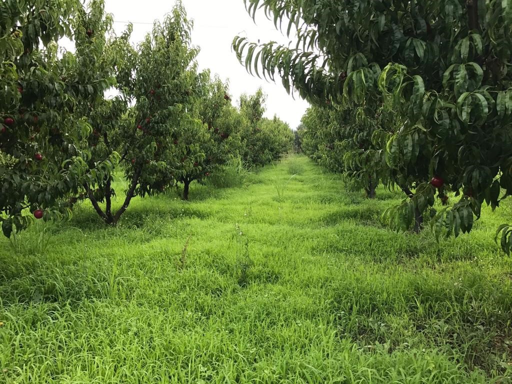 Fermes et terres agricoles à vendre Bursa en Turquie