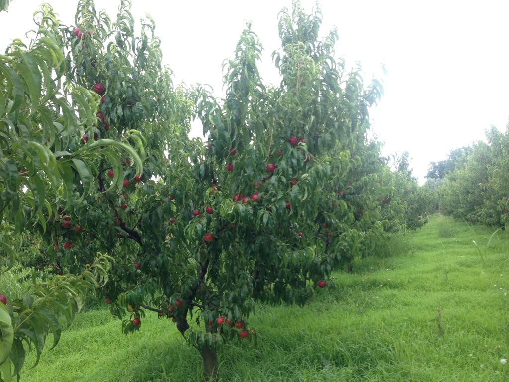 Фермы и сельскохозяйственные угодья на продажу в Турции Бурса