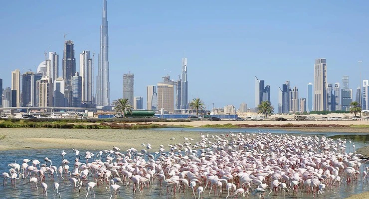 شقق للبيع في رأس الخور دبي